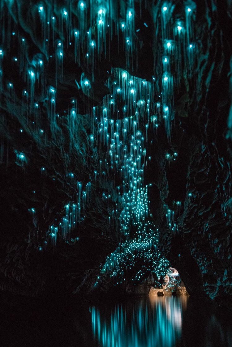 Inside the Waitomo Glowwarm Caves.