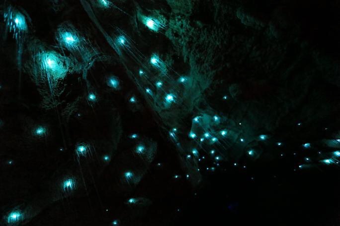 glowworms caves in New Zealand